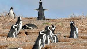 Chubut | El dueño de un campo destruyó 140 nidos de pingüinos de una reserva natural con una topadora 1 2024