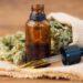 ¿El cannabis podría prevenir el COVID? 3 2024