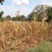 Asociaciones rurales piden la emergencia agropecuaria para Misiones 3 2024