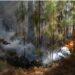 Estiman en más de $ 26.000 millones las pérdidas por los incendios en Corrientes 3 2024