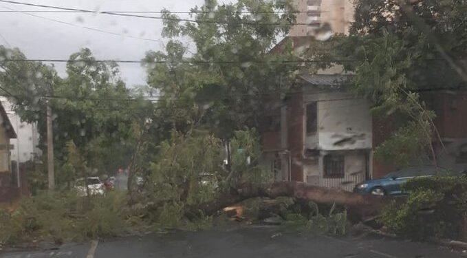 Tormenta de viento tumbó árboles y afectó el servicio de luz en Posadas y otros puntos de la zona Sur 1 2024