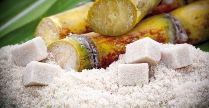 Sin zafra, productores de caña de azúcar serían subsidiados por el daño que sufrieron las plantaciones 1 2024