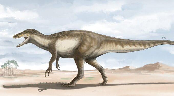 Hallaron los restos de un gigante megarraptor, el más grande encontrado hasta el momento 1 2024