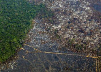 La Amazonia brasileña registró una deforestación récord en el mes de abril 13 2024