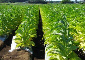 El viernes 23 pagarán adelanto de la Caja Verde a productores tabacaleros 13 2024
