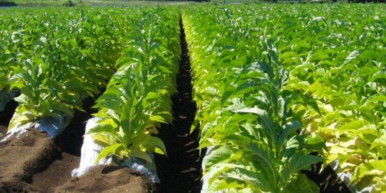 El viernes 23 pagarán adelanto de la Caja Verde a productores tabacaleros 1 2024