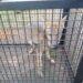 Rescataron a un zorro herido y lo llevaron a la Reserva Ecológica El Puma 3 2024