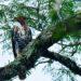 Buscan proteger las águilas que habitan la selva paranaense 5 2024
