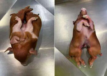 Santa Catarina: nació un cerdo con ocho patas y la comunidad científica investiga una posible mutación 19 2024