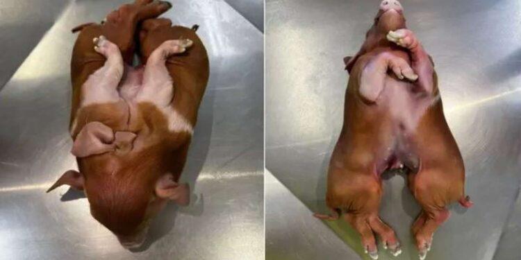 Santa Catarina: nació un cerdo con ocho patas y la comunidad científica investiga una posible mutación 1 2024