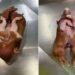 Santa Catarina: nació un cerdo con ocho patas y la comunidad científica investiga una posible mutación 3 2024