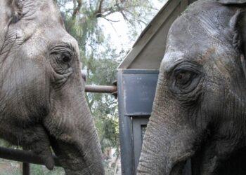 Las dos elefantas, próximas a llegar a Brasil "en buen estado y tranquilas" 9 2024