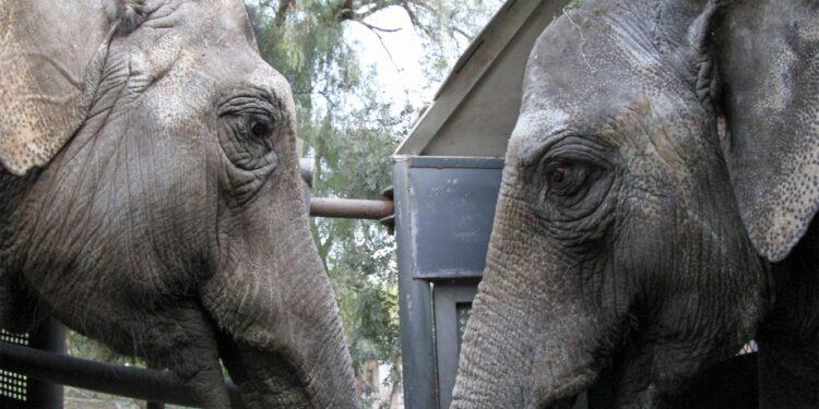 Las dos elefantas, próximas a llegar a Brasil "en buen estado y tranquilas" 1 2024