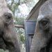 Las dos elefantas, próximas a llegar a Brasil "en buen estado y tranquilas" 3 2024