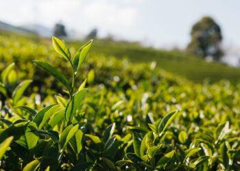 Desde el sector del té plantean reunión con Nación porque los costos "suben más que el dólar" 13 2024
