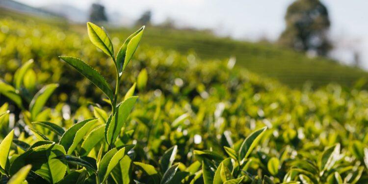 Desde el sector del té plantean reunión con Nación porque los costos "suben más que el dólar" 1 2024
