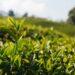 Desde el sector del té plantean reunión con Nación porque los costos "suben más que el dólar" 3 2024