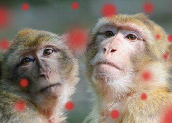 La OMS denunció ataques a monos en Brasil por temor a la viruela símica 13 2024