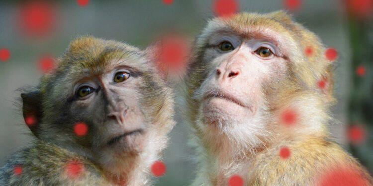 La OMS denunció ataques a monos en Brasil por temor a la viruela símica 1 2024