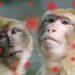 La OMS denunció ataques a monos en Brasil por temor a la viruela símica 3 2024