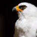Descubren el primer nido de águila viuda para Argentina en un Área Protegida de Misiones 3 2024