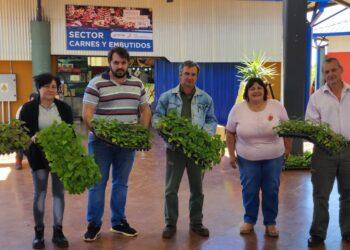 Productores de la zona Centro recibieron 15 mil plantines de batata 11 2024