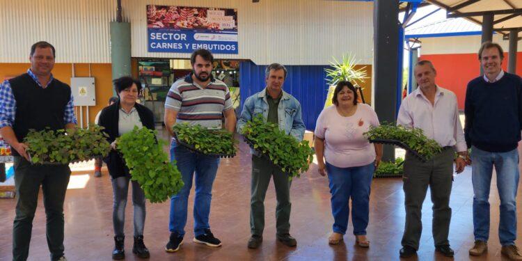 Productores de la zona Centro recibieron 15 mil plantines de batata 1 2024