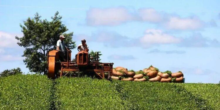 El Ministerio del Agro estableció el nuevo precio del brote de té 1 2024