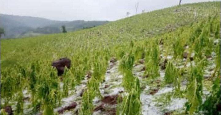 El Soberbio: tormenta de granizó arrasó con la producción de 500 productores 1 2024