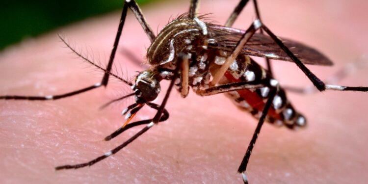 Alarmante: Informaron más de 2.500 casos de Chikungunya en Paraguay 1 2024
