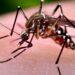 Alarmante: Informaron más de 2.500 casos de Chikungunya en Paraguay 3 2024