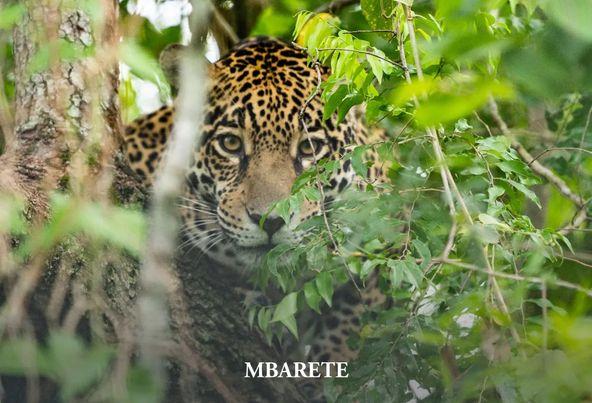 Murieron dos yaguaretés fundamentales en la preservación de la especie en el Iberá 2 2023
