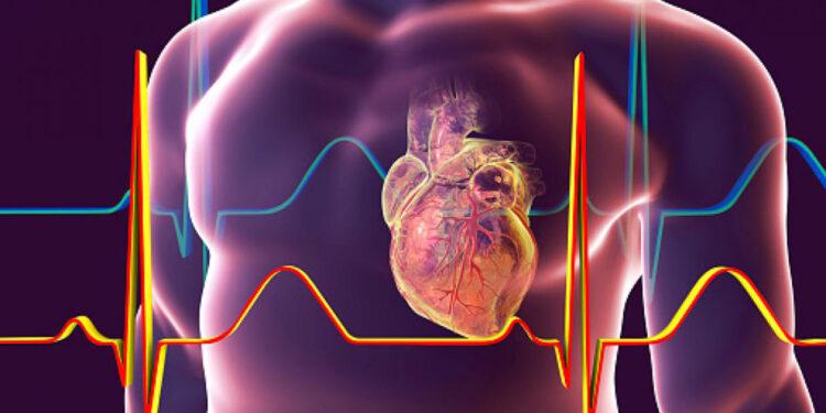 Descubrieron cómo el Covid-19 daña las células del corazón y afecta el ritmo de los latidos 1 2024