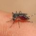 Misiones comenzará a vacunar contra el dengue de forma gratuita 9 2024