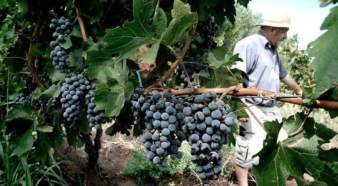 Sector vitivinícola: el Gobierno anunció dólar diferencial y que también acompañarán a otras econmías regionales 1 2024