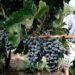 Sector vitivinícola: el Gobierno anunció dólar diferencial y que también acompañarán a otras econmías regionales 3 2024