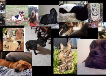 29 de Abril: Día del Animal y en 'QUIÉN DIJO?' les rendimos homenaje 3 2024