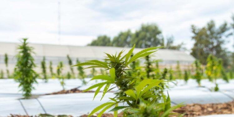 Biofábrica comenzó nueva etapa en la producción de cannabis medicinal 1 2024