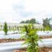 Biofábrica comenzó nueva etapa en la producción de cannabis medicinal 3 2024