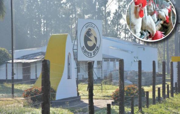 Senasa suspendió la toma de muestras en firma avícola correntina y afirman que hay actitud de venganza 1 2024