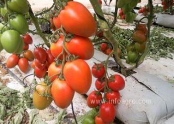 Buscan producir tomates con un novedoso método para abastecer al mercado local 17 2024