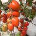 Buscan producir tomates con un novedoso método para abastecer al mercado local 3 2024