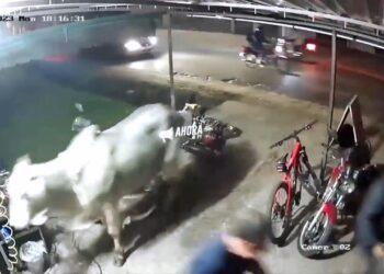 Paraguay: toro escapó de un frigorífico y atropelló un taller de motos 1 2024