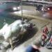 Paraguay: toro escapó de un frigorífico y atropelló un taller de motos 3 2024
