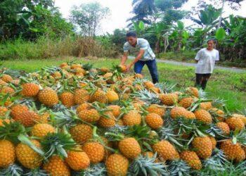 Las frutas tropicales de Misiones causan un boom y conquistan mayores mercados 5 2024