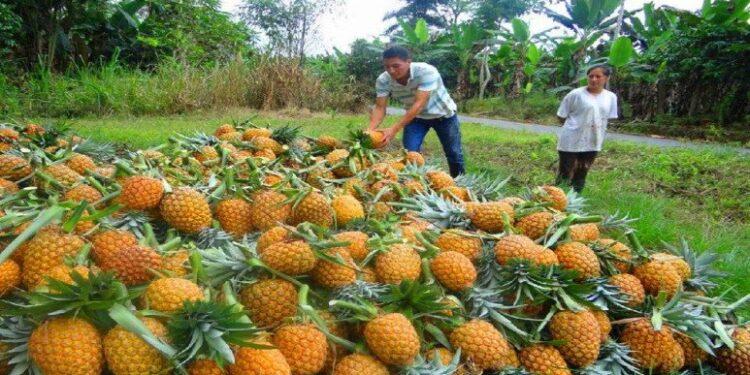 Las frutas tropicales de Misiones causan un boom y conquistan mayores mercados 1 2023