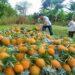 Las frutas tropicales de Misiones causan un boom y conquistan mayores mercados 3 2023