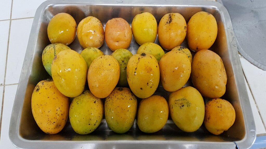Las frutas tropicales de Misiones causan un boom y conquistan mayores mercados 3 2023