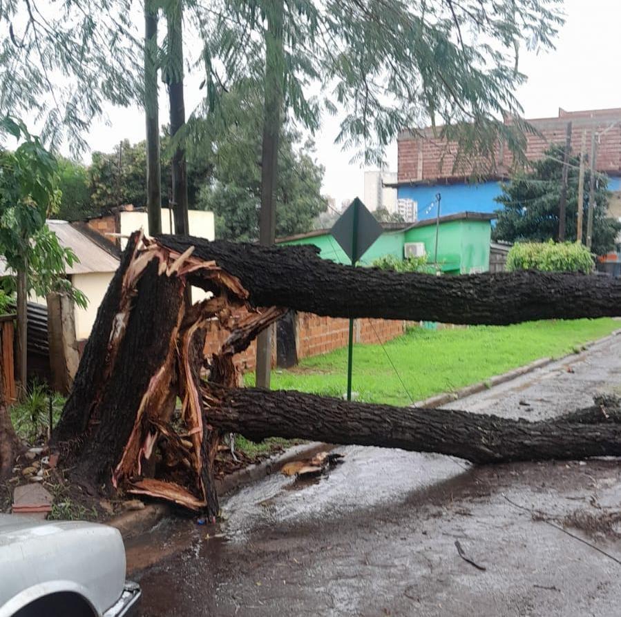 La tormenta impactó de lleno en Posadas: lluvia, árboles caídos y vientos de casi 90km/h 5 2023