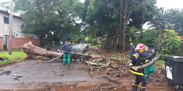 La tormenta impactó de lleno en Posadas: lluvia, árboles caídos y vientos de casi 90km/h 1 2023